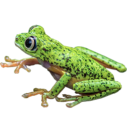 Lemur Tree Frog